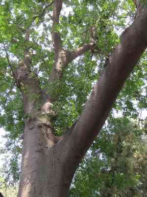 Chinese Honeylocust(Gleditsia sinensis)