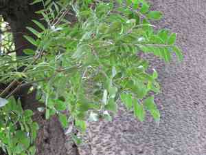 Chinese Honeylocust(Gleditsia sinensis)