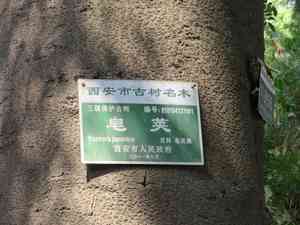 Chinese Honeylocust(Gleditsia sinensis)