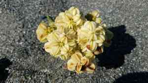American silvertop(Glehnia littoralis)