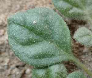 Hairy carpet weed(Glinus lotoides)