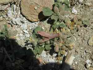 Hairy carpet weed(Glinus lotoides)
