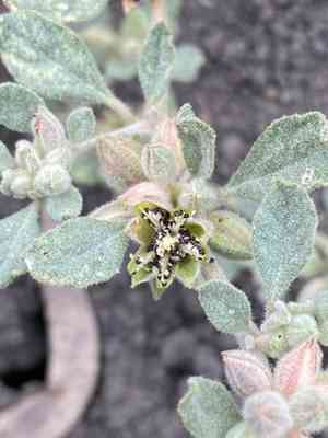 Hairy carpet weed(Glinus lotoides)