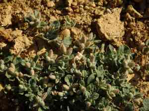 Hairy carpet weed(Glinus lotoides)