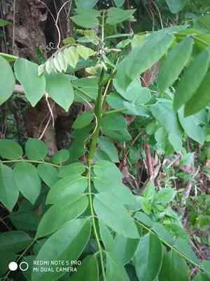 Grow stick(Gliricidia sepium)