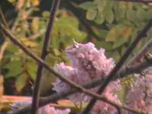 Grow stick(Gliricidia sepium)