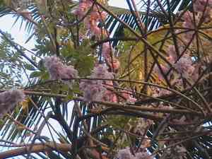 Grow stick(Gliricidia sepium)