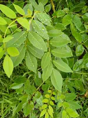 Grow stick(Gliricidia sepium)