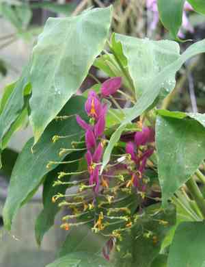 Dancing ladies (Globba)(Globba)