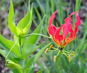 Flame lily(Gloriosa superba)