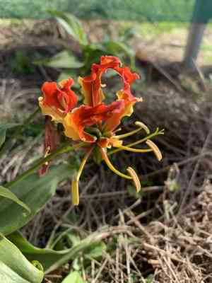 Flame lily(Gloriosa superba)