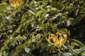 Flame lily(Gloriosa superba)