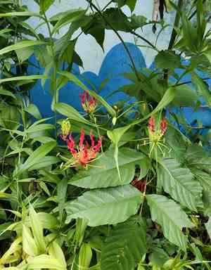 Flame lily(Gloriosa superba)
