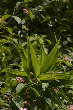 Flame lily(Gloriosa superba)
