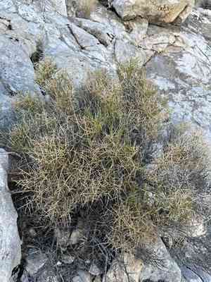 Spiny greasebush(Glossopetalon spinescens)