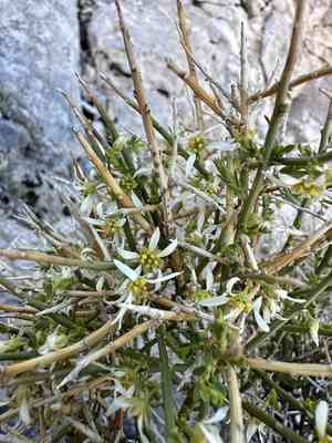 Spiny greasebush(Glossopetalon spinescens)