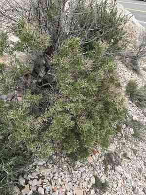 Spiny greasebush(Glossopetalon spinescens)