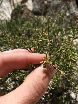 Spiny greasebush(Glossopetalon spinescens)
