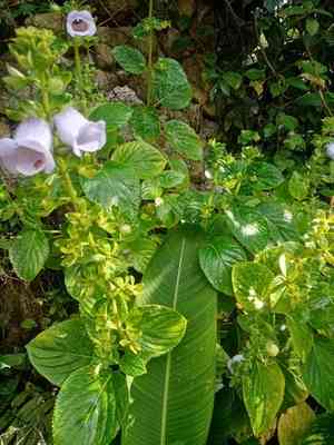 Canterbury bells(Gloxinia perennis)