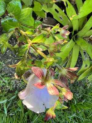 Canterbury bells(Gloxinia perennis)