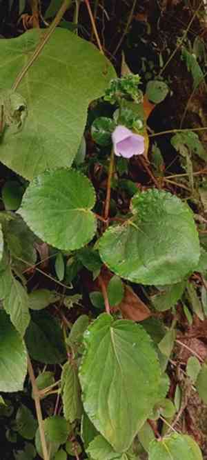 Canterbury bells(Gloxinia perennis)