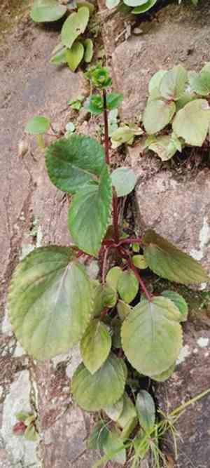 Canterbury bells(Gloxinia perennis)