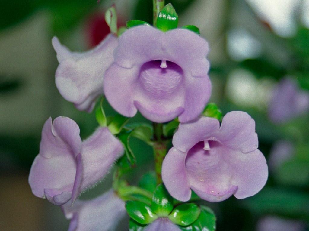How to Propagate Canterbury bells: Complete Propagation Guide ...