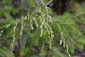 Rattlesnake mannagrass(Glyceria canadensis)