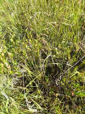Rattlesnake mannagrass(Glyceria canadensis)