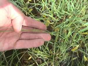 Small sweet-grass(Glyceria declinata)