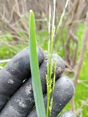 Small sweet-grass(Glyceria declinata)