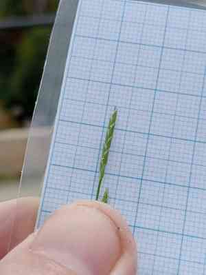 Small sweet-grass(Glyceria declinata)