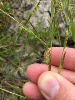 Small sweet-grass(Glyceria declinata)