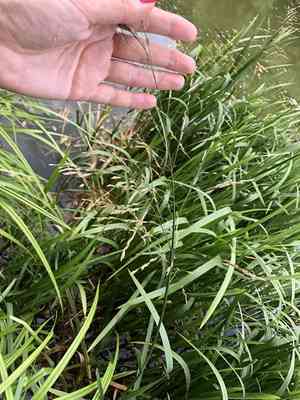 Reed mannagrass(Glyceria maxima)