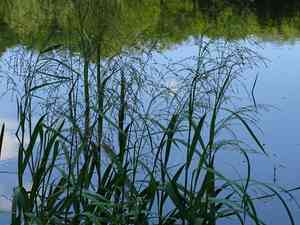 Reed mannagrass(Glyceria maxima)