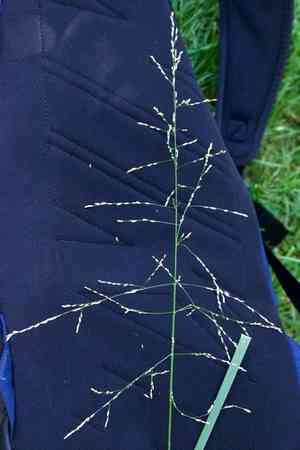 Reed mannagrass(Glyceria maxima)