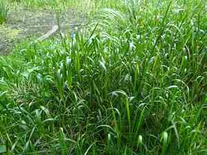 Reed mannagrass(Glyceria maxima)