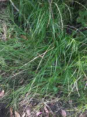 Melic mannagrass(Glyceria melicaria)