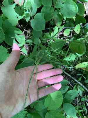 Melic mannagrass(Glyceria melicaria)