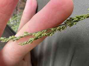 Melic mannagrass(Glyceria melicaria)