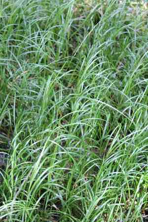 Melic mannagrass(Glyceria melicaria)
