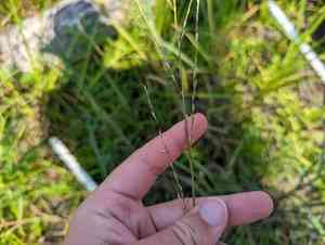 Floating mannagrass(Glyceria septentrionalis)