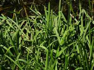 Floating mannagrass(Glyceria septentrionalis)
