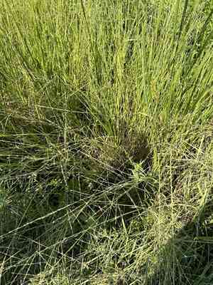 Floating mannagrass(Glyceria septentrionalis)