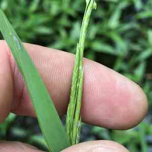 Floating mannagrass(Glyceria septentrionalis)