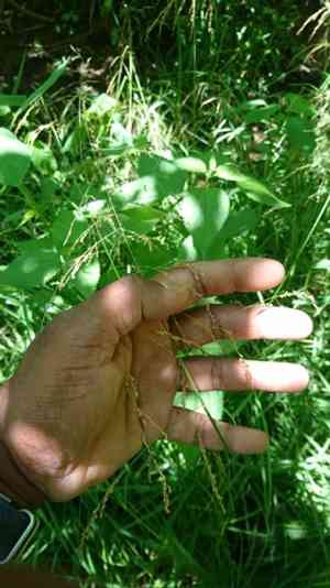 Fowl Mannagrass(Glyceria striata)