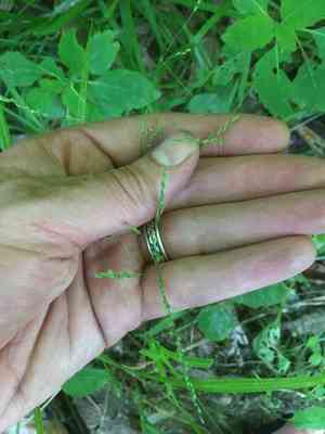 Fowl Mannagrass(Glyceria striata)
