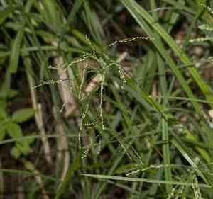 Fowl Mannagrass(Glyceria striata)