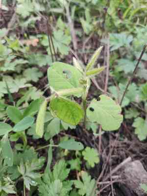 Soybean(Glycine max)