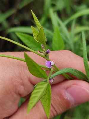 Soybean(Glycine max)